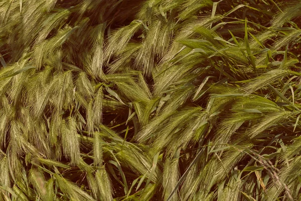 Hordeum Murinum Rush Wind Note Shallow Depth Field — Stock Photo, Image