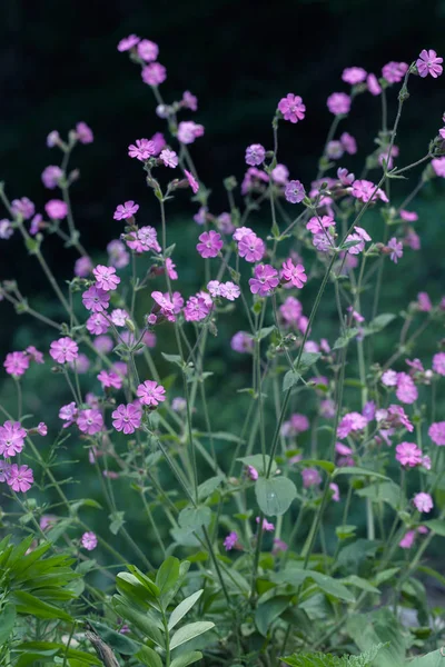 Kinds Wild Pink Flowers Meadow Note Shallow Depth Field — Stock Photo, Image