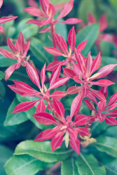Unusual Red Flowers Green Leaves Note Shallow Depth Field — Stock Photo, Image