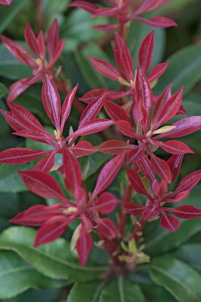 unusual red flowers  with green leaves, note shallow depth of field
