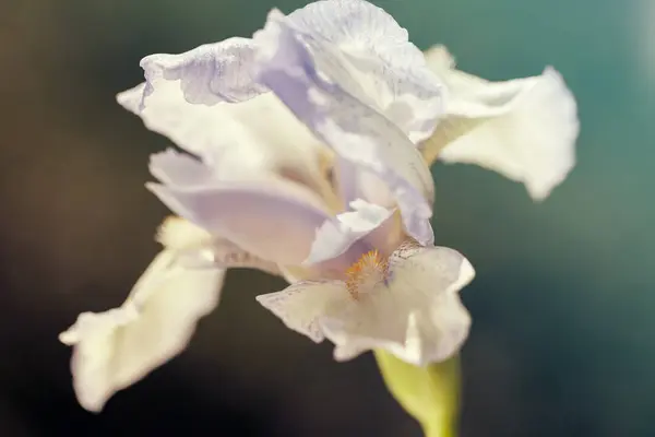 Світло Блакитна Квітка Райдужки Темному Фоні Зверніть Увагу Невелику Глибину — стокове фото
