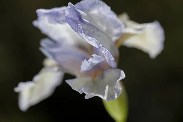 Flor Iris Azul Claro Fondo Oscuro Nota Profundidad Superficial Del — Foto de Stock