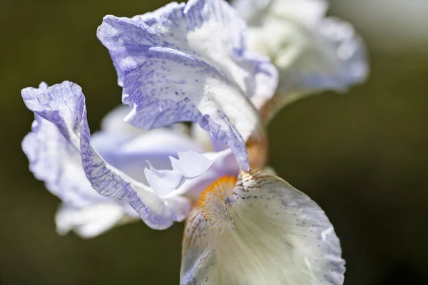 Fiore Iris Azzurro Sullo Sfondo Scuro Nota Profondità Campo Poco — Foto Stock