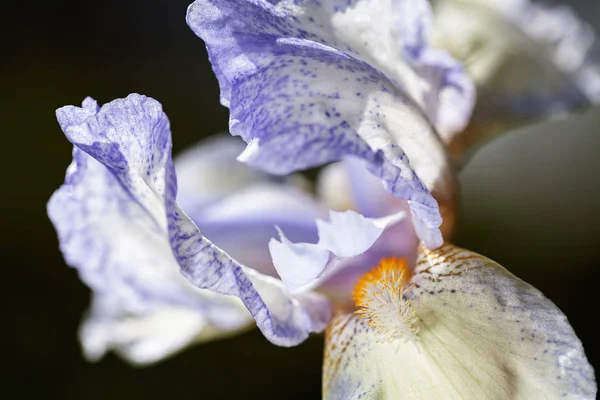 Fiore Iris Azzurro Sullo Sfondo Scuro Nota Profondità Campo Poco — Foto Stock