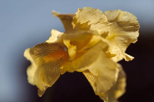 Gelbe Irisblüte Auf Dunklem Hintergrund Beachten Sie Die Geringe Schärfentiefe — Stockfoto