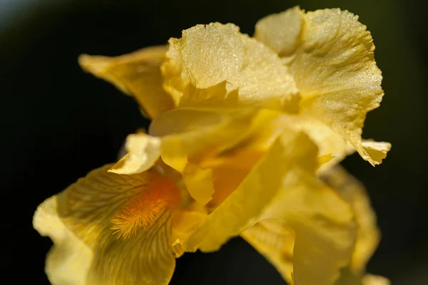 Żółty Kwiat Tęczówki Ciemnym Tle Uwaga Płytkiej Głębi Pola — Zdjęcie stockowe