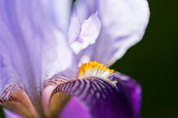 Фіолетова Квітка Райдужки Темному Тлі Зверніть Увагу Невелику Глибину Різкості — стокове фото