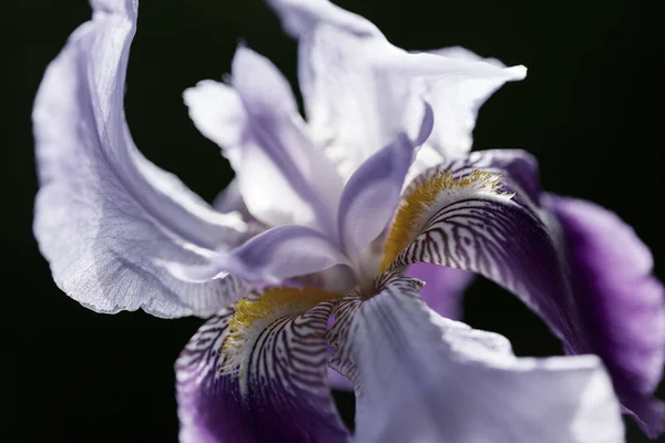 Flor Iris Púrpura Fondo Oscuro Nota Poca Profundidad Campo — Foto de Stock