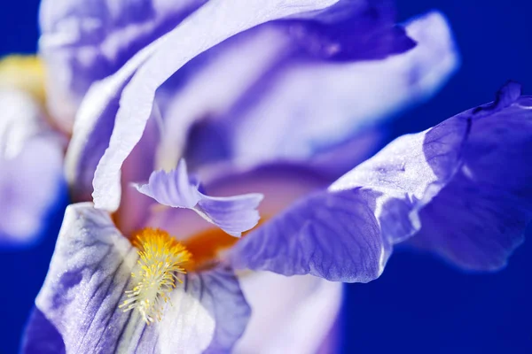 Світло Фіолетова Квітка Райдужки Синьому Фоні Зверніть Увагу Невелику Глибину — стокове фото
