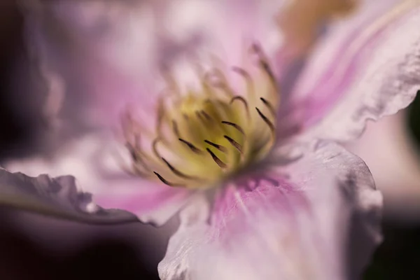 Otevřený Květ Clematis Jemné Barvy Poznámka Mělká Hloubka Pole — Stock fotografie