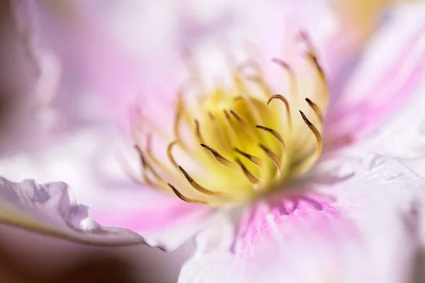 Open Flower Clematis Gentle Colors Note Shallow Depth Field — Stock Photo, Image