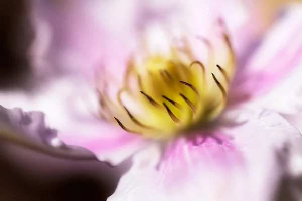 Открытый Цветок Клематис Нежные Цвета Обратите Внимание Неглубокую Глубину Поля — стоковое фото