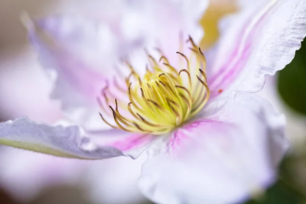 Open Flower Clematis Gentle Colors Note Shallow Depth Field — Stock Photo, Image