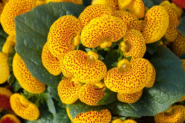 Viele Blüten Der Gelben Hauspflanze Calceolaria Beachten Sie Die Geringe — Stockfoto
