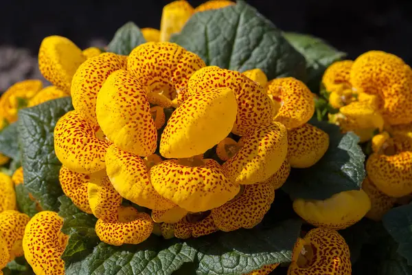 Lot Flowers Yellow House Plant Calceolaria Note Shallow Depth Field — Stock Photo, Image
