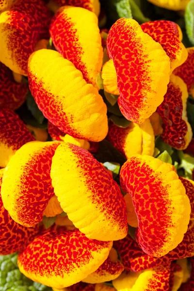 Una Gran Cantidad Flores Planta Casa Roja Calceolaria Nota Poca — Foto de Stock