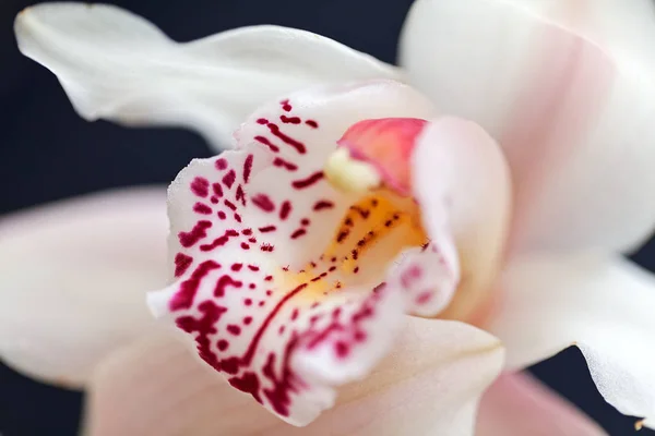 Foco Interior Las Orquídeas Blancas Flor Nota Profundidad Superficial Del — Foto de Stock