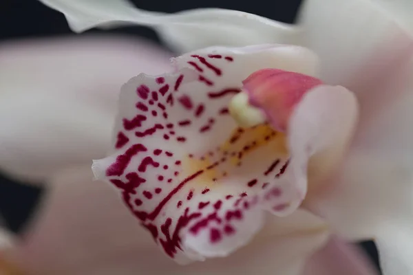 Foco Interior Las Orquídeas Blancas Flor Nota Profundidad Superficial Del — Foto de Stock