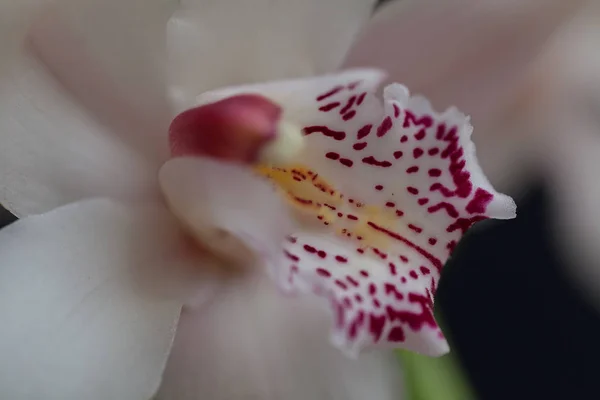 Concentrer Sur Intérieur Fleur Orchidées Blanches Noter Faible Profondeur Champ — Photo