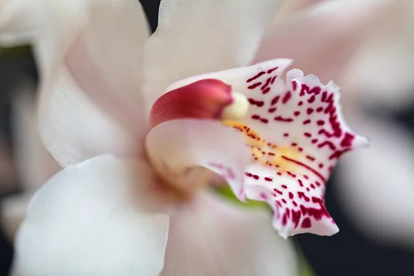 Concentrer Sur Intérieur Fleur Orchidées Blanches Noter Faible Profondeur Champ — Photo
