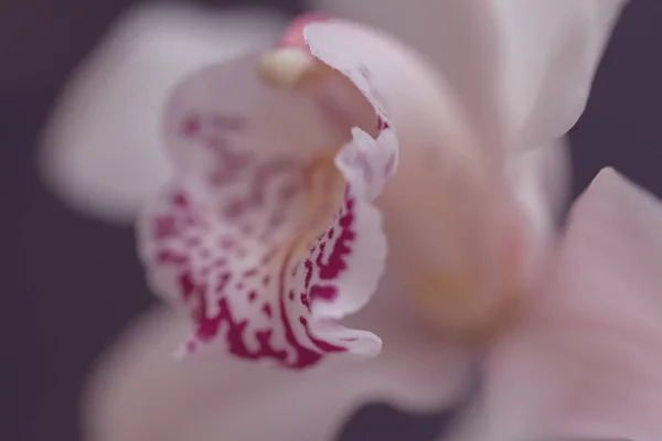 Εστίαση Στο Εσωτερικό Του Λουλουδιού Λευκές Ορχιδέες Σημειώστε Ρηχό Βάθος — Φωτογραφία Αρχείου