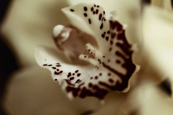 Orquídeas Amarillas Con Los Detalles Rojos Fondo Negro Nota Profundidad — Foto de Stock