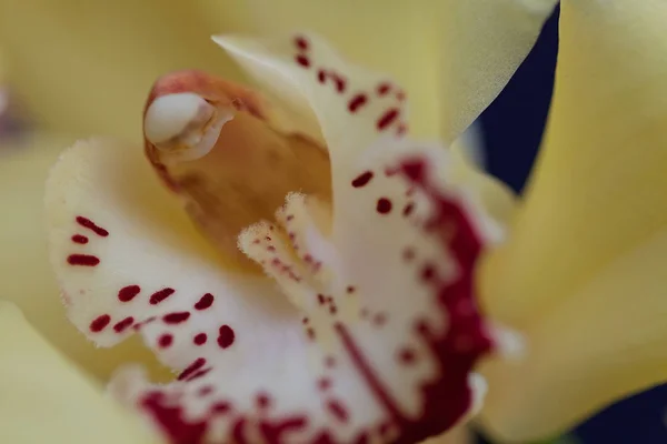 Orquídeas Amarillas Con Los Detalles Rojos Fondo Negro Nota Profundidad — Foto de Stock