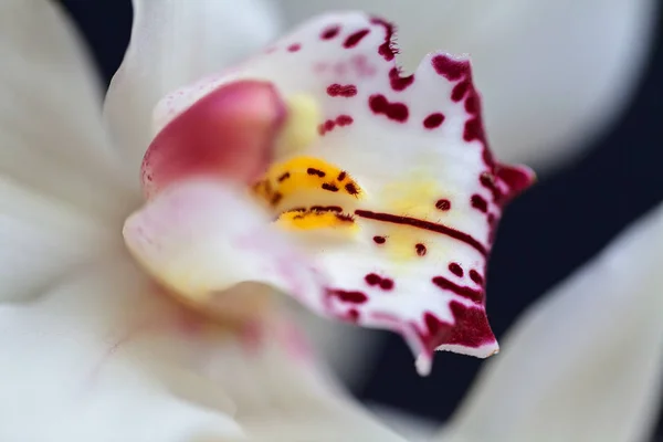 Orchidées Blanches Avec Des Accents Rouges Sur Fond Sombre Note — Photo