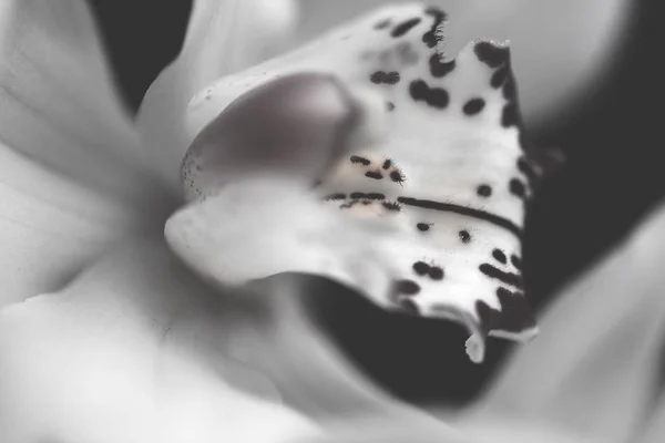 white orchids with red accents on the dark background , note shallow depth of field