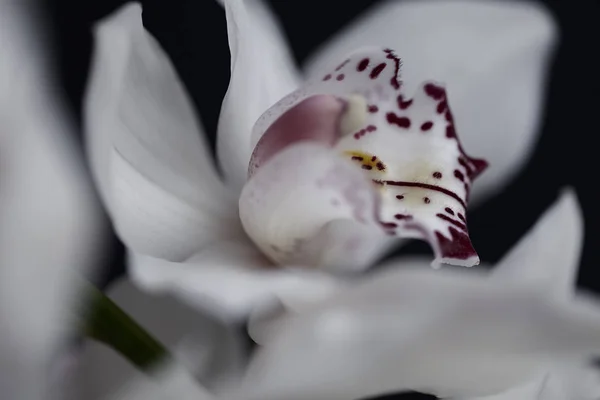 Orquídeas Blancas Con Acentos Rojos Fondo Oscuro Nota Poca Profundidad — Foto de Stock