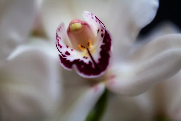 Orquídeas Blancas Con Acentos Rojos Fondo Oscuro Nota Poca Profundidad — Foto de Stock