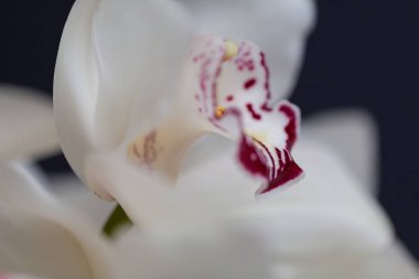 Koyu arkaplanda kırmızı aksanlı beyaz orkideler, alanın sığ derinliğine dikkat edin