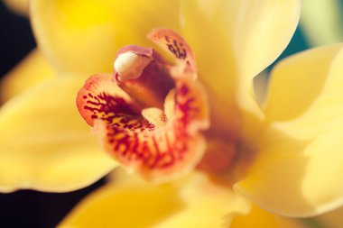Çiçeğin içine odaklan sarı orkideler, tarlanın sığ derinliğine dikkat et.
