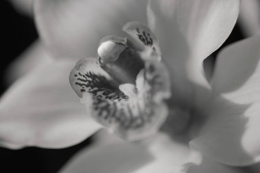 Çiçeğin içine odaklan sarı orkideler, tarlanın sığ derinliğine dikkat et.