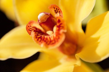 Çiçeğin içine odaklan sarı orkideler, tarlanın sığ derinliğine dikkat et.