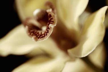 Çiçeğin içine odaklan sarı orkideler, tarlanın sığ derinliğine dikkat et.