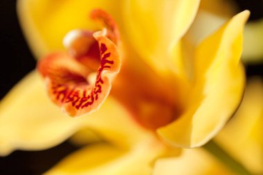 Çiçeğin içine odaklan sarı orkideler, tarlanın sığ derinliğine dikkat et.