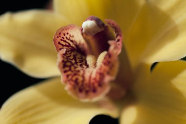 Çiçeğin içine odaklan sarı orkideler, tarlanın sığ derinliğine dikkat et.