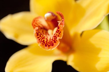 Çiçeğin içine odaklan sarı orkideler, tarlanın sığ derinliğine dikkat et.