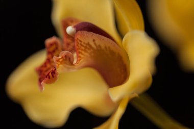 Siyah arkaplanda sarı orkideler, alanın sığ derinliğine dikkat edin