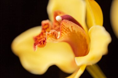 Siyah arkaplanda sarı orkideler, alanın sığ derinliğine dikkat edin