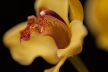 Siyah arkaplanda sarı orkideler, alanın sığ derinliğine dikkat edin