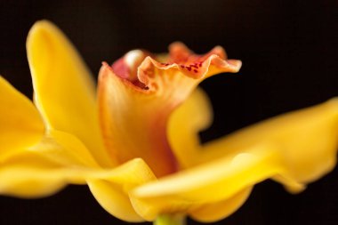 Siyah arkaplanda sarı orkideler, alanın sığ derinliğine dikkat edin