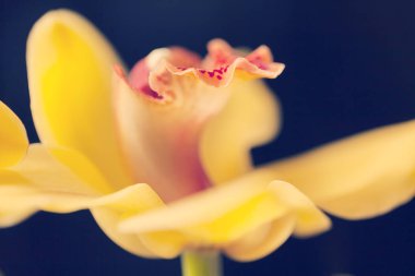 Siyah arkaplanda sarı orkideler, alanın sığ derinliğine dikkat edin