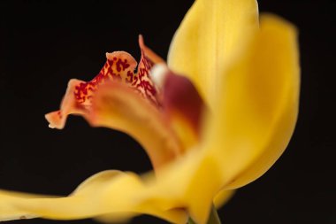 Siyah arkaplanda sarı orkideler, alanın sığ derinliğine dikkat edin