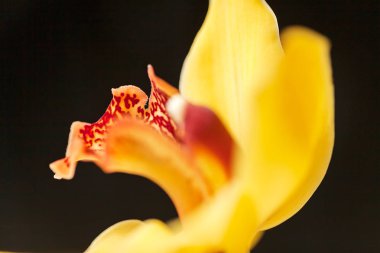 Siyah arkaplanda sarı orkideler, alanın sığ derinliğine dikkat edin