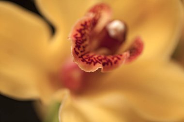 Çiçeğin içine odaklan sarı orkideler, tarlanın sığ derinliğine dikkat et.