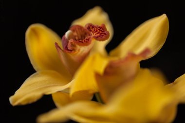 Siyah arkaplanda sarı orkideler, alanın sığ derinliğine dikkat edin