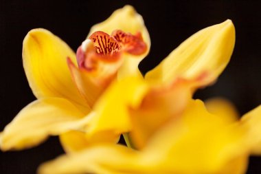 Siyah arkaplanda sarı orkideler, alanın sığ derinliğine dikkat edin