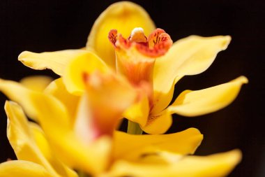 Siyah arkaplanda sarı orkideler, alanın sığ derinliğine dikkat edin